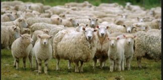 Çfarë dispozite ka therja e kurbanit për Bajram?