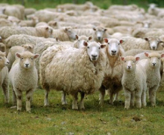 Çfarë dispozite ka therja e kurbanit për Bajram?