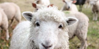 A lejohet therrja e Kurbanit me rastin e vdekjes së të afërmit?