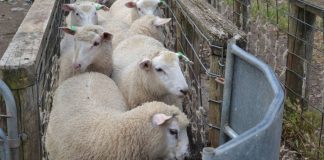 A ka ndonjë dua të veçantë që duhet të them gjatë therjes së kurbanit?