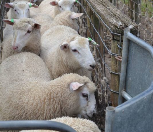 A ka ndonjë dua të veçantë që duhet të them gjatë therjes së kurbanit?