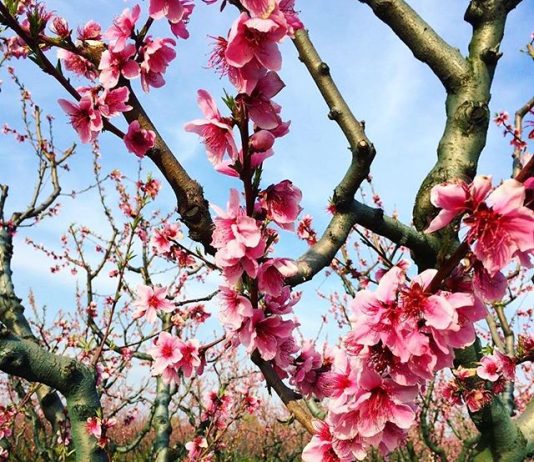 A i lejohet muslimanit ta festojë ditën e Novruzit?