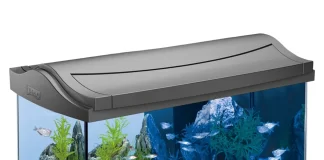 A lejohet mbajtja e peshqve në akuarium?