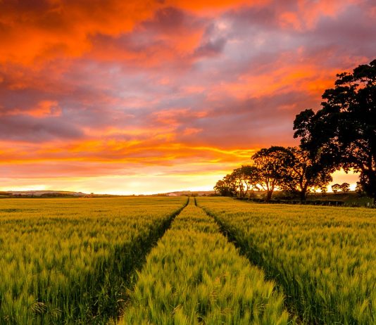 A i falen mëkatet jobesimtarit pasi e pranon Islamin?
