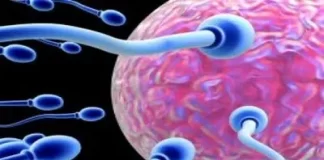 Cilat janë ditët e fekondimit të qelizave?