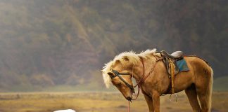 Përse Allahu i urdhëroi melekët t`i bëjnë sexhde Ademit?