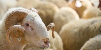 A bën të therrim kurban me qëllim të kërkimit të shërimit?