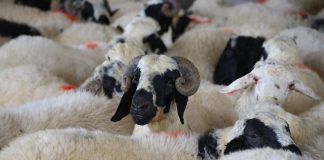 A lejohet shitja e lëkurës së kurbanit?