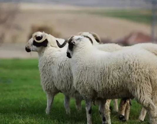 Ai që nuk ka bërë kurban akika për fëmijët e tij