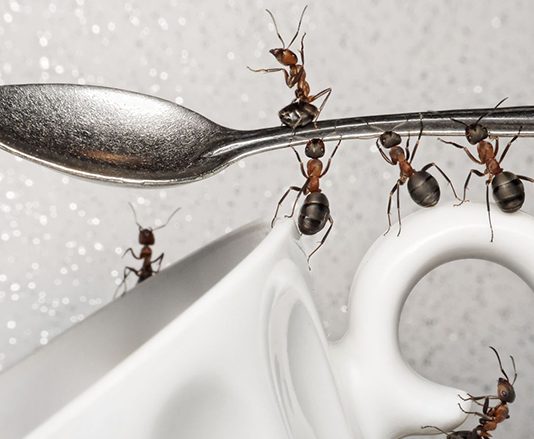 A lejohet mbytja e mizës përdhese dhe hud’hudit?