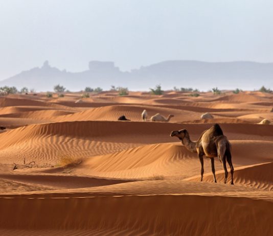 A ka pajtueshmëri të plotë mes dijetarëve të ehlu sunetit për ardhjen e imam Mehdiut?