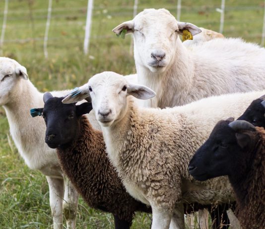 A lejohet prerja e kurbanit kur ndërtohet gjysma e shtëpisë apo kur përfundon ndërtimi i saj?