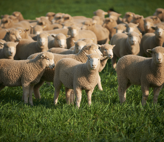 A i lejohet gruas të bëj kurban nga pasuria e saj?