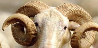 A kemi mëkat nëse e vonojmë kryerjen e akikes?