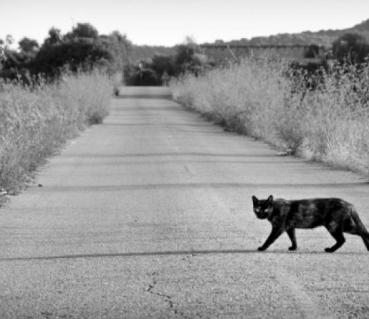 Si mbetet gjendja e atyre muslimanëve që e njollosin besimin me besëtytni?