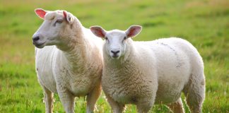 A lejohet të bëj kurban për prindërit e mi që kanë ndërruar jetë?