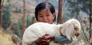 A duhet të plotësohen në akika (kurbani i fëmijëve) kushtet e kurbanit të Bajramit?