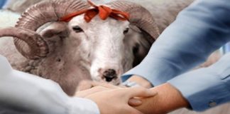 Si ndahet mishi i Kurbanit?