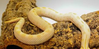 A lejohet përdorimi i gjarpërinjëve për mjekim?