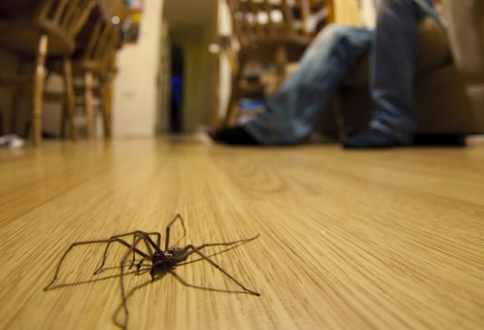 A lejohet të bëhet pastrimi i rrjeteve të marimangave në shtëpi?