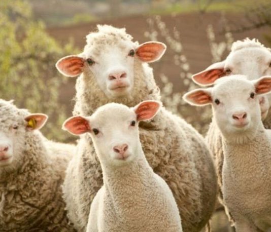 Çfarë është më mirë për kurbanin, të thërret vetë apo të paguhet?