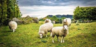 A është më mirë të pres kurban për djalin apo t’i jap të hollat ndonjë të varfëri?