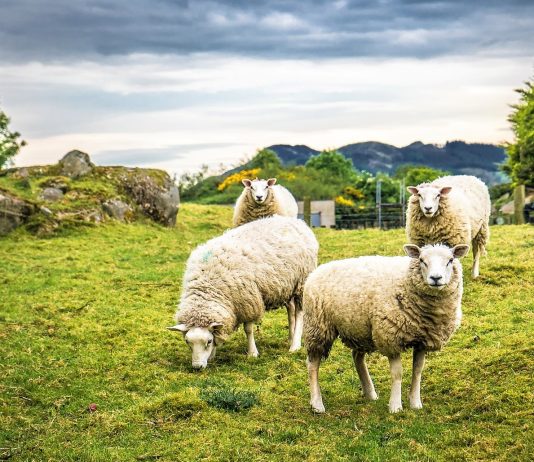 A është më mirë të pres kurban për djalin apo t’i jap të hollat ndonjë të varfëri?