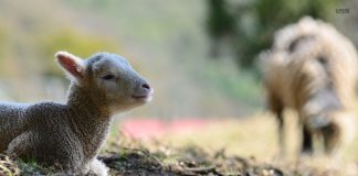 A bën të therret akika në ditën e Kurban Bajramit?