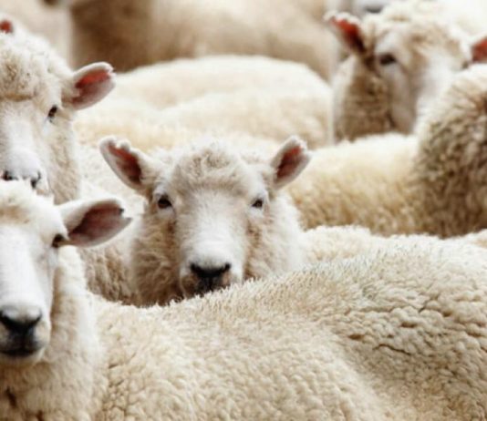 A lejohet therja e kurbanit për të vdekurit?