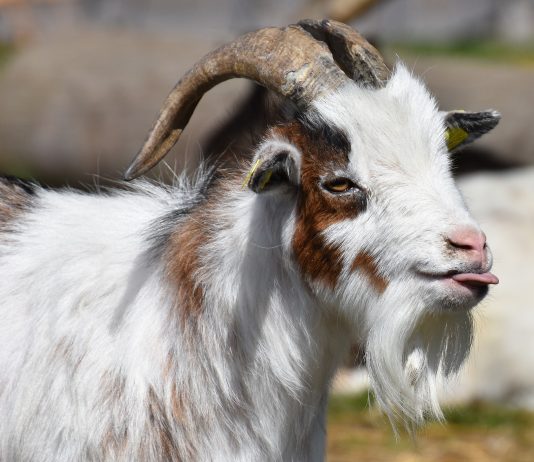 A bën të prehet dhija për kurban?