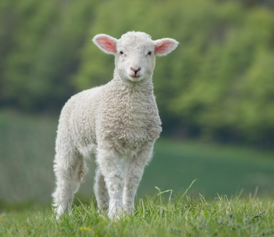 Si bëhet nijeti për kurban?