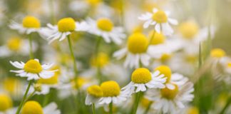 Si qëndron çështja me sekrecionet?