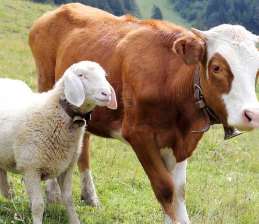 Në sa hise duhet të ndahet mishi i kurbanit?