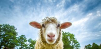 A lejohet të therim një kafshë dhe ta hedhim në themelet e një objekti?