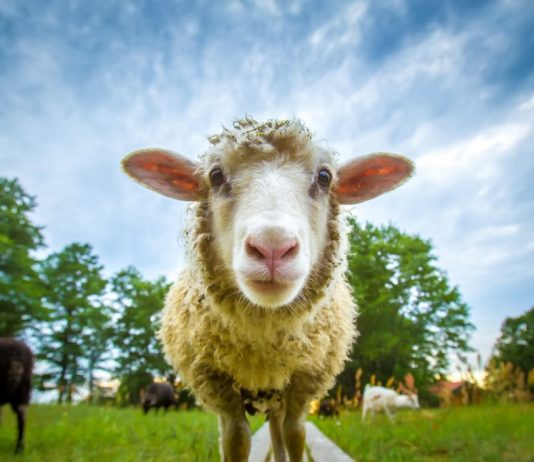 Kush duhet të therë kurbanin?