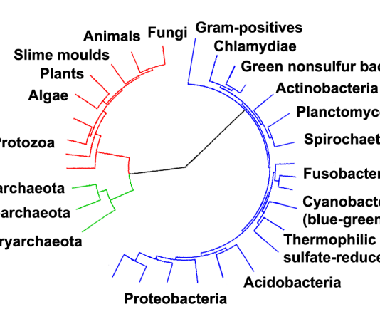 A bazohet materia në rastësi?