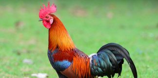 Cilat lutje t’i themi kur e dëgjojmë këndimin e gjelit dhe pëllitjen e gomarit?