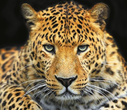 A lejohet mbajtja e kafshëve të egra në shtëpi?