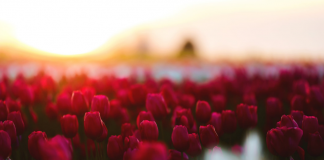 Si duhet të sillet muslimani me gruan e tij?