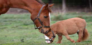A lejohet ngrënia e mishit të kalit?