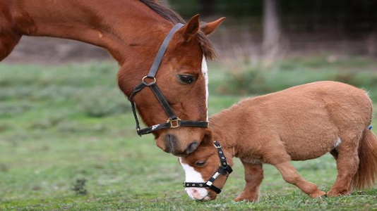 A lejohet ngrënia e mishit të kalit?