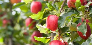 Çfarë duhet të themi kur shohim frutat e para të pjekura?