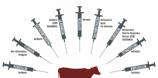 Kafshët që ushqehen me hormone