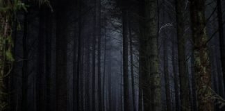 A transmetohet se mosha e xhinëve është e gjatë?