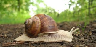 Si është gjykimi mbi ngrënien e kërmijve? Kini parasysh se përgatitja e kërmijve kërkon zierjen e tyre për së gjalli. A janë përdorur kërmijtë si ushqim gjatë kohës së pejgamberit?