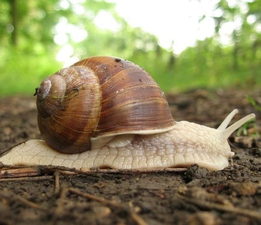 Si është gjykimi mbi ngrënien e kërmijve? Kini parasysh se përgatitja e kërmijve kërkon zierjen e tyre për së gjalli. A janë përdorur kërmijtë si ushqim gjatë kohës së pejgamberit?