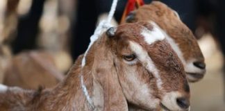 Çka mendohet me kurban?