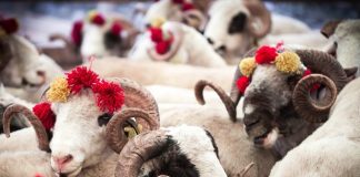 A lejohet therja e kurbanit në emër të të vdekurit?