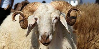 A llogaritet dita e lindjes në shtatë ditët që kanë të bëjnë me kryerjen e akikas?