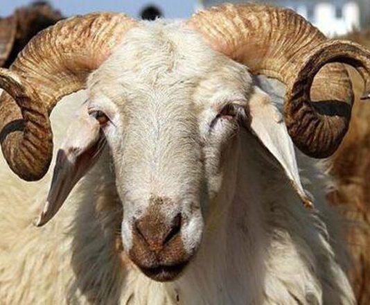 A llogaritet dita e lindjes në shtatë ditët që kanë të bëjnë me kryerjen e akikas?
